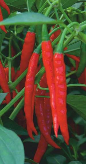 ARCHANA Seed
