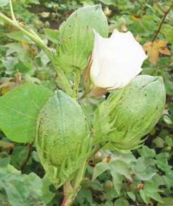 DIL-9 BG-II Seed