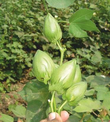 DILEEP-135 BG-II Seed