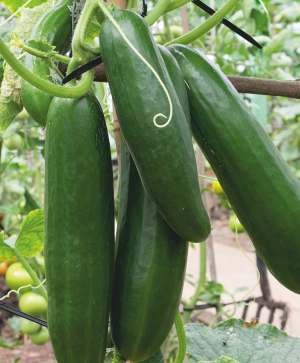 Other Crops