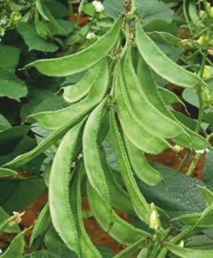 Dolichos NAVYA Seed