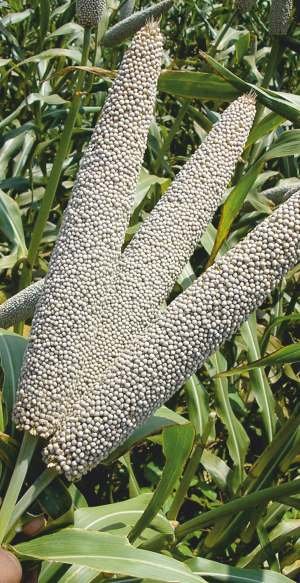 Bajra