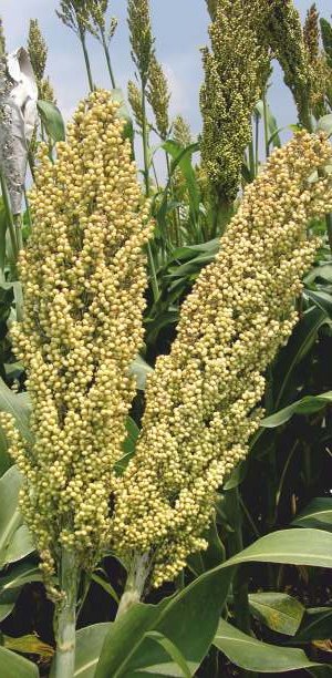 JOWAR DLS-99 Seed