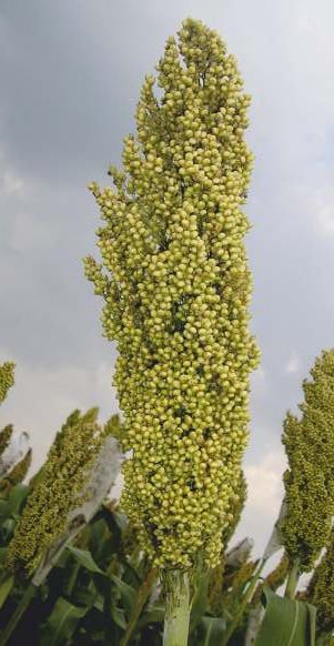 Jowar