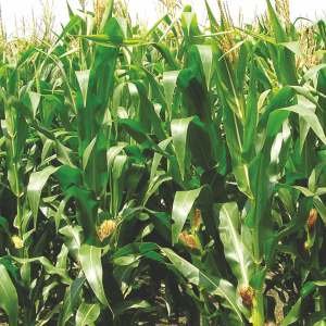 DHARANI-4455 Seed