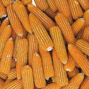 DLMH-27 Seed