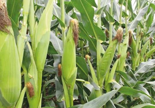 DLMH-36 Seed