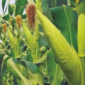 Maize