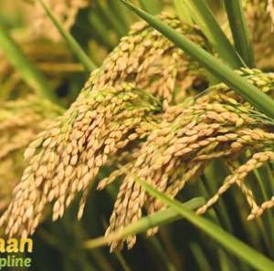 AMAR (DLP-27) Seed