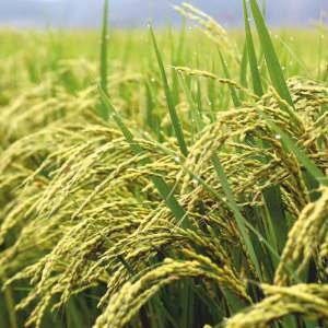 DHANASRI Seed