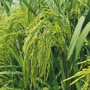 RUCHI (DLP-18) Seed