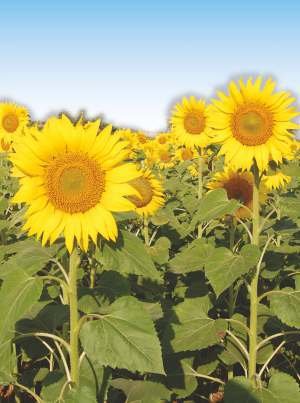 Sunflower