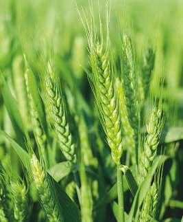 Wheat