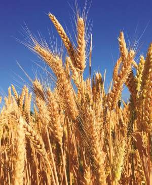 Wheat DLSW-36 Seed